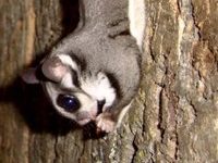sugar glider