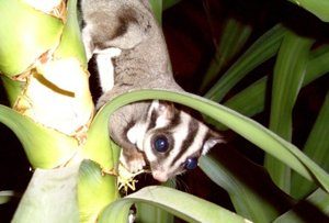 sugar glider