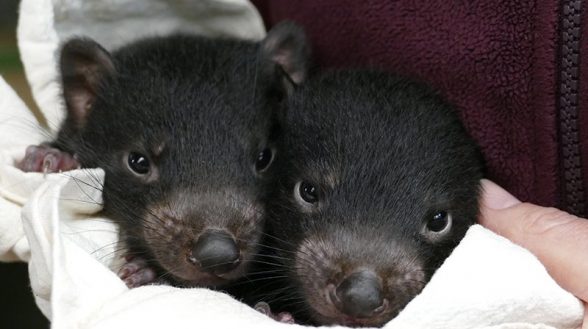 Monarto Safari Tasmanian Devils
