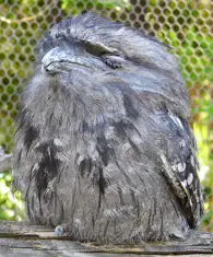 tawny frogmouth