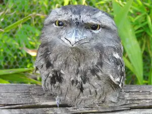 tawny frogmouth