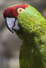 Thick billed parrot