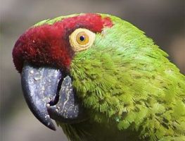 Thick billed parrot