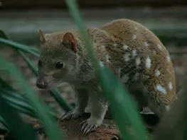 tiger quoll