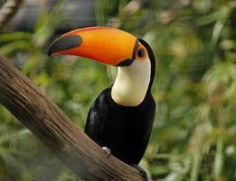 toco toucan