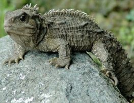 tuatara