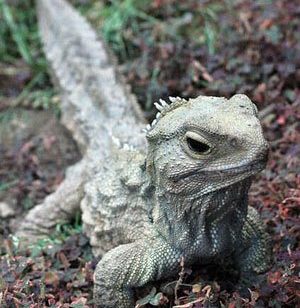tuatara