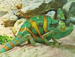 veiled chameleon