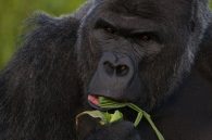 western lowland gorilla