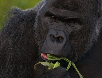 western lowland gorilla